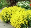 ALYSSUM GOLD POLLEN